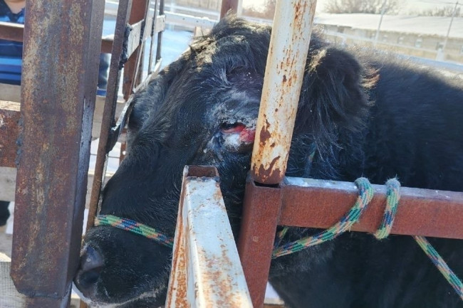 Ветеринары помогли быку, пострадавшему в драке, в Саратовской области