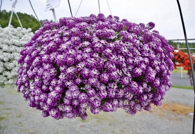 Ампельный алиссум: как создать цветочное облачко в вашем саду