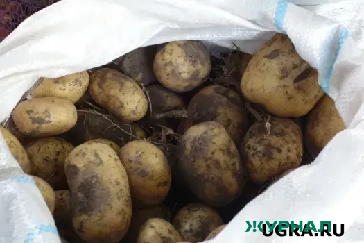 Как получить урожай картофеля по полведра: секретная смесь из золы и компоста