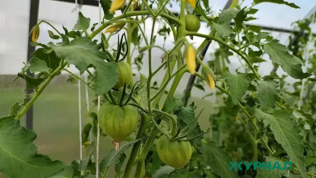 Томаты Казанова: как вырастить урожай до 12 кг с одного куста