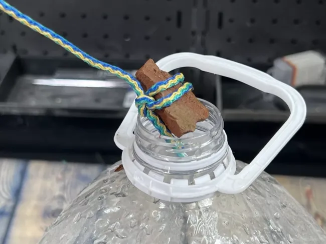 Как отпугнуть собак и кошек: простой лайфхак с бутылкой и камнем