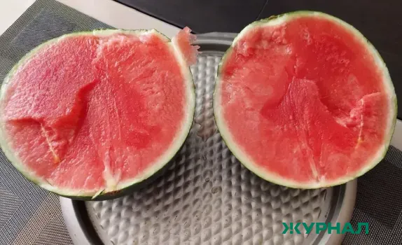 Как правильно прищипывать арбузы для крупных и сладких плодов