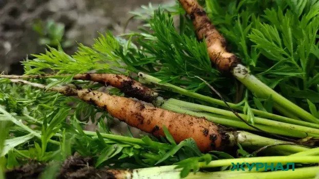 Морковь &laquo;Лосиноостровская&raquo;: как вырастить сладкие корнеплоды с высоким урожаем