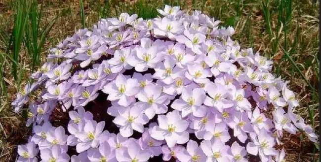 Джефферсония: морозостойкий цветок для вашего сада без лишних забот