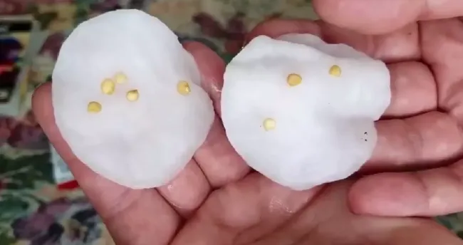 Как повысить всхожесть старых семян с помощью 5 доступных компонентов