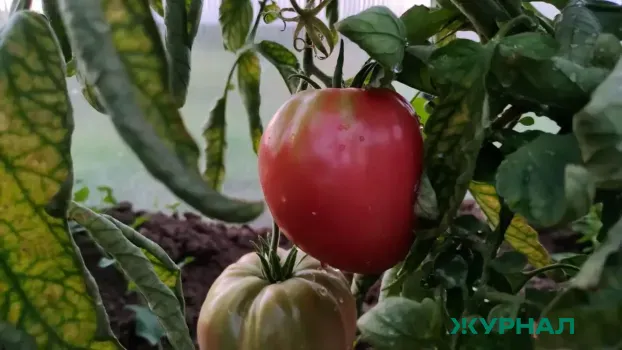 Томат «Десперадо»: урожай до 7 кг с куста и легкий уход для дачников