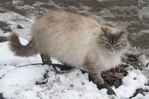 Пасмурная погода и осадки ожидаются в Саратове 15 февраля