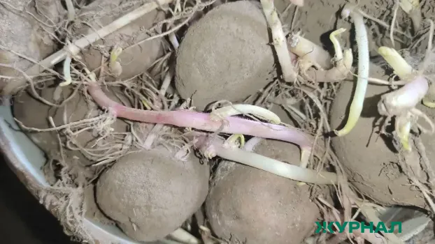 Окучивание картофеля: как избежать потери урожая и получить ведра клубней