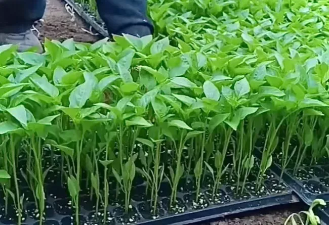 Аспирин для рассады: 3 простых подкормки для крепких и здоровых растений