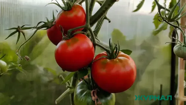 Гибрид томата &laquo;Герцогиня вкуса&raquo;: урожай до 18 кг с 1 м² и отличный вкус