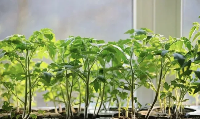 Молочная подкормка для рассады: как всего из одного ингредиента сделать растения крепче