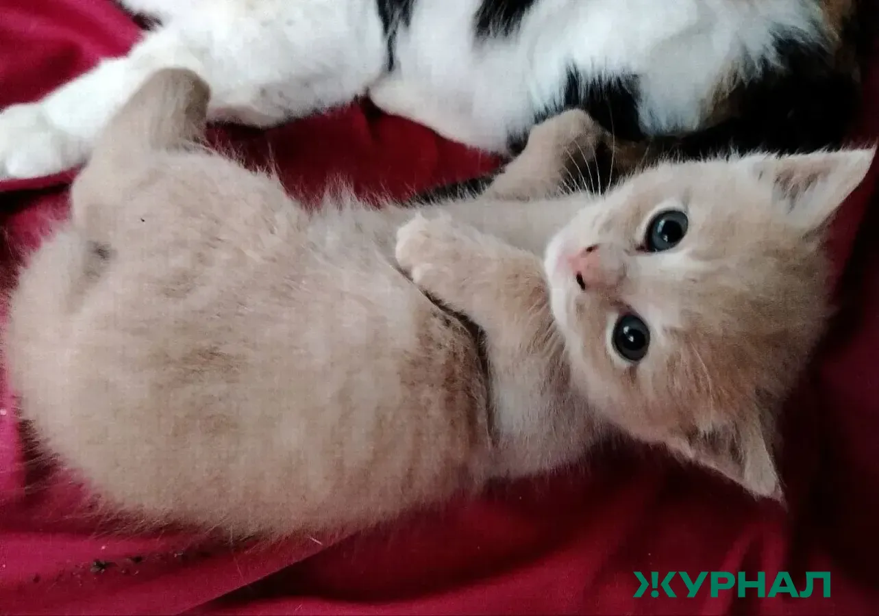 В Балаково проверили информацию о замурованных в школе кошках