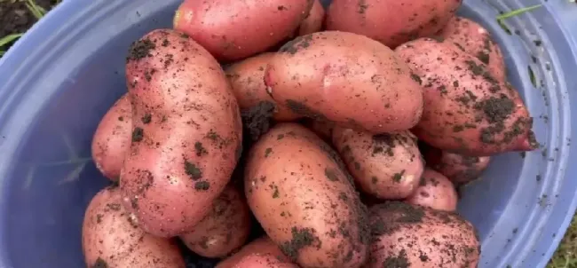 Эффективная смесь для защиты картофеля от проволочника: 3 простых ингредиента