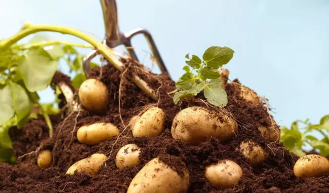 Как увеличить урожай картошки на 20 ведер: секреты голландского метода посадки