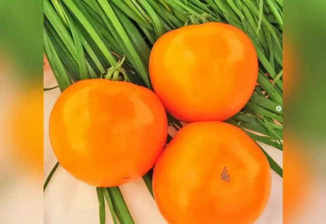 Оранжевые помидоры «Апельсин»: как вырастить сладкие плоды для салатов и консервов