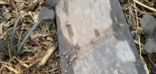 Эффективные ловушки для слизней: как защитить урожай с помощью подручных средств