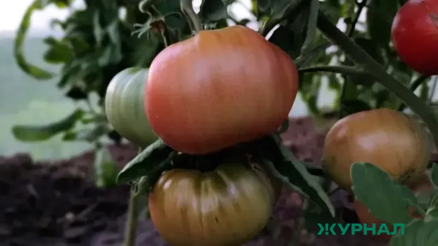 Ультраранние томаты: как вырастить &laquo;Андромеду Розовую&raquo; для раннего урожая