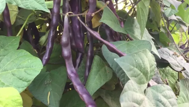 Спаржевая фасоль «Синяя Хильда»: как украсить участок и получить урожай