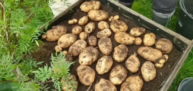 Правила посадки картофеля: как получить отличный урожай с минимальными усилиями