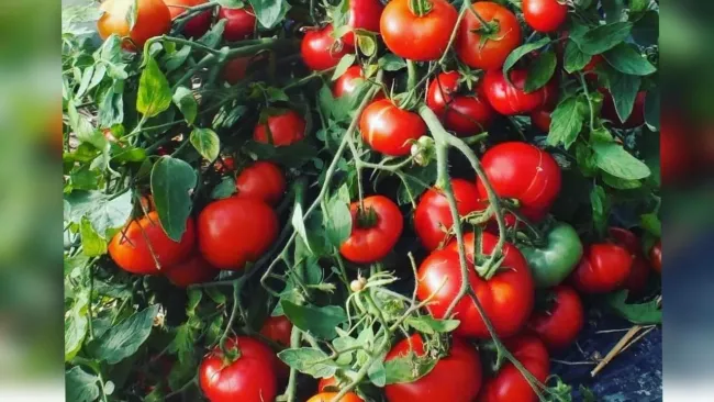 Раннеспелый томат &laquo;Монгол карлик&raquo;: секреты успешного урожая в условиях средней полосы