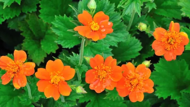 Гравилат: как украсить сад яркими цветами дважды за сезон