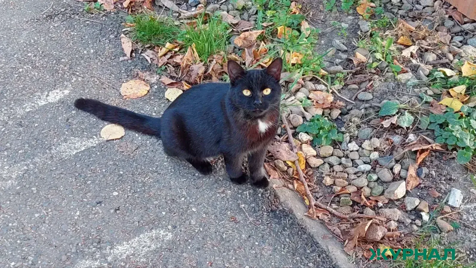 Ветеринар советует проверять уличных кошек на вирусы и глистов