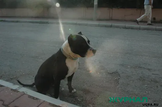 Бездомные собаки продолжают угрожать жителям Кировского района Саратова