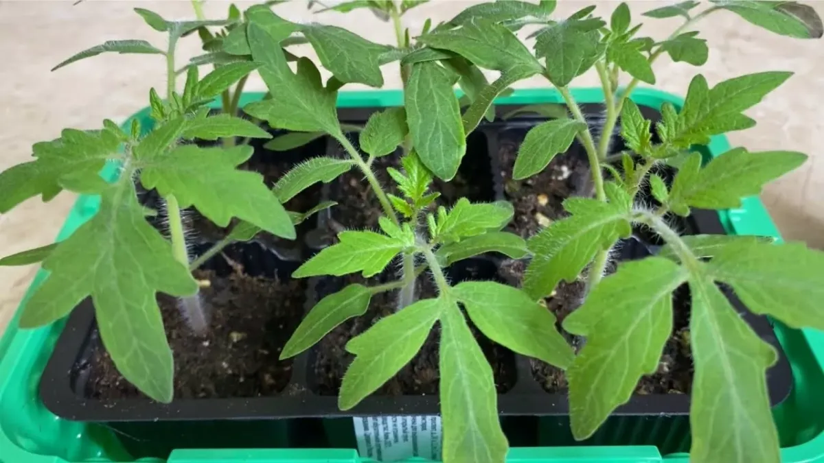 Натуральный стимулятор для рассады: как приготовить из картофельных ростков