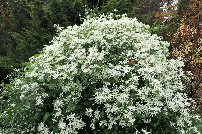Клематис фаргезиоидес: как создать белоснежные вертикали в саду без особого ухода