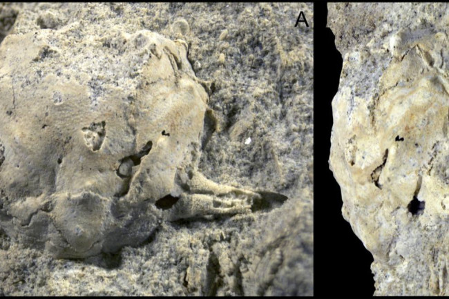 В Саратовской области нашли новый вид десятиногих крабов, живших в эпоху палеоцена