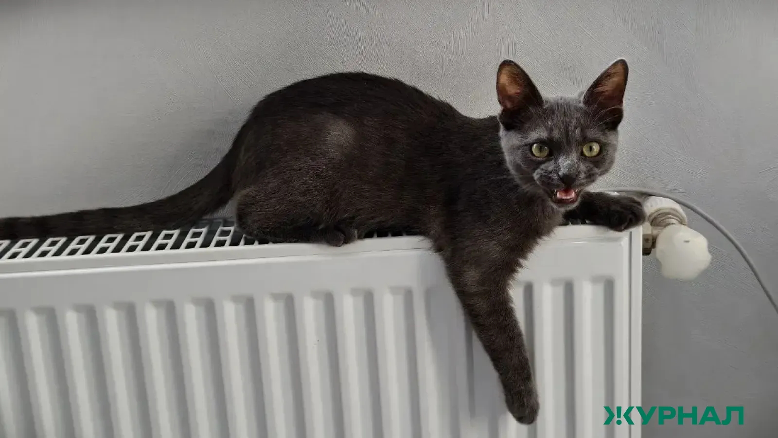 Панков обратился в прокуратуру из-за проблем с отоплением в Балаково