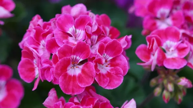 Удобрение для герани из одной таблетки: как вернуть цветы к жизни