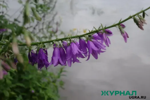 Астрономическая весна начнётся 20 марта в Саратовской области