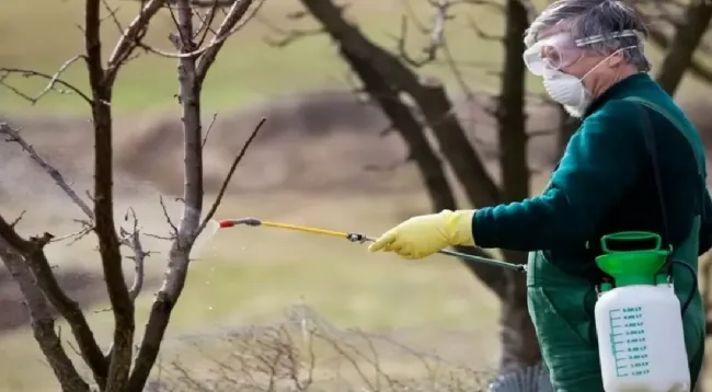 Опрыскивание плодовых деревьев вазелиновым маслом: защита от вредителей весной