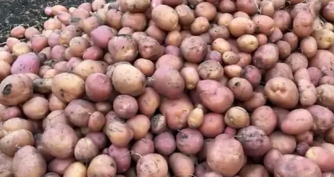 Добавьте рыбу в лунку при посадке картофеля и получите отличный урожай