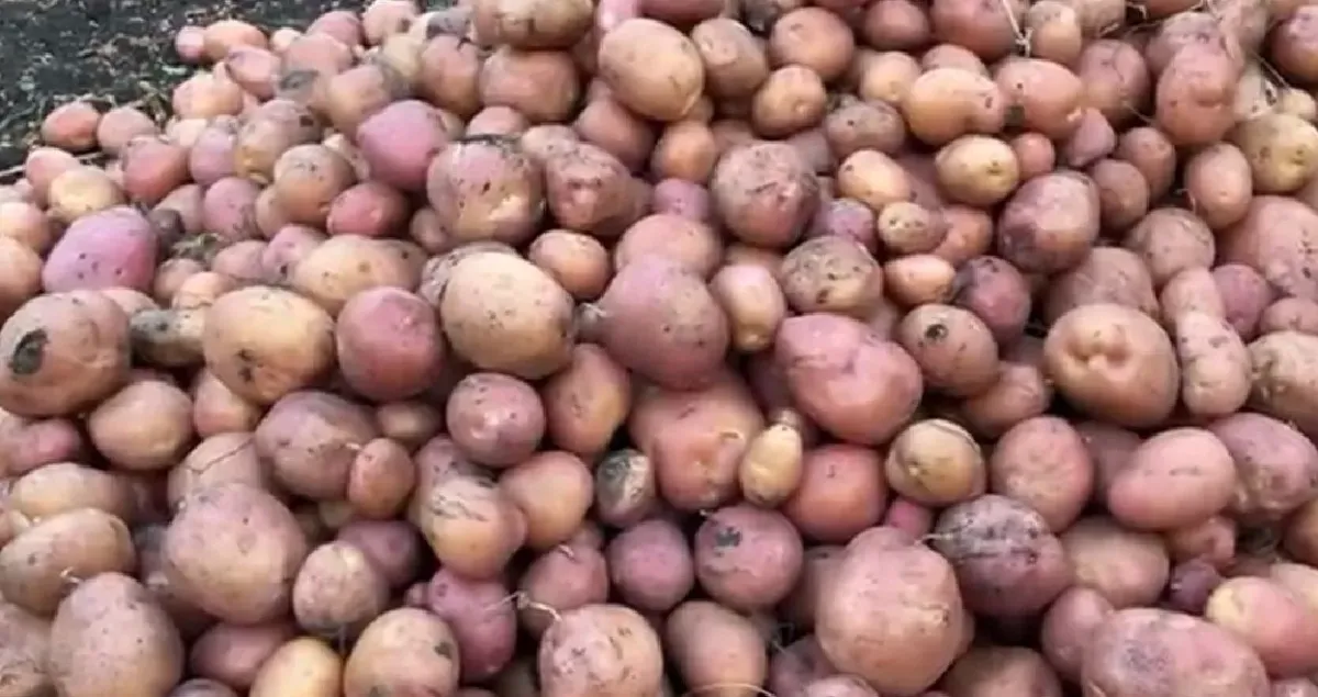 Добавьте рыбу в лунку при посадке картофеля и получите отличный урожай