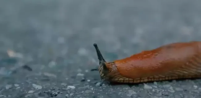 Избавьтесь от слизней на даче с помощью простой ловушки из овсянки и овощей