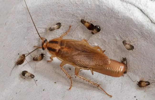 Ловушка для тараканов из картона: простой способ избавиться от насекомых с помощью сахара и вазелина