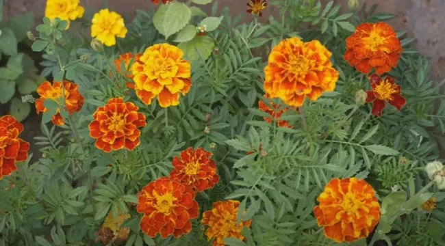 Бархатцы в теплице и на грядках: как защитить растения от вредителей и сорняков