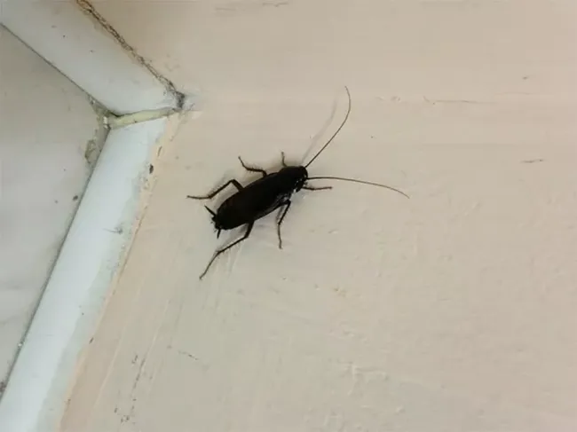 Эффективное средство против тараканов: как скипидар поможет избавиться от вредителей