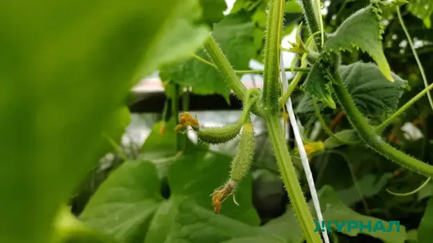 Устойчивые к холоду огурцы &laquo;Метелица F1&raquo;: как вырастить урожай за 37 дней