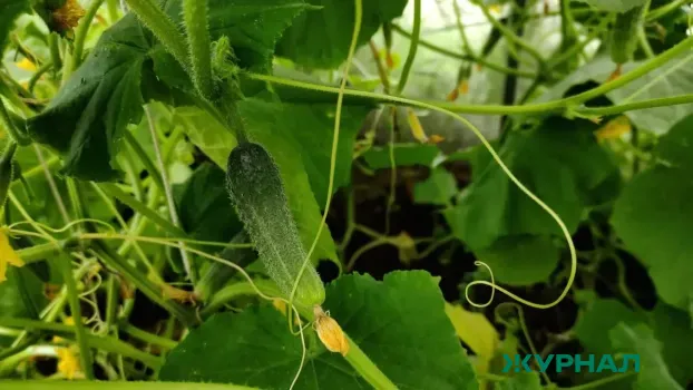 Метод белорусской посадки огурцов: как получить богатый урожай в маленькой теплице