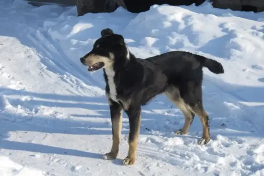 В Энгельсе возбуждено дело из-за нападений бездомных собак на людей