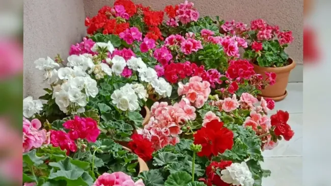 Эффективная подкормка для пеларгоний: 2 простых ингредиента для цветущих растений