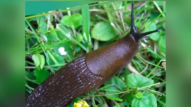 Как победить слизней в саду: мичуринский метод с отрубями и метальдегидом