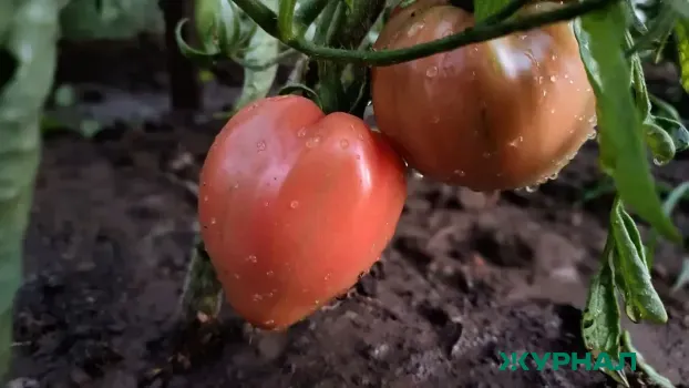 Сладкие и крупные помидоры &laquo;Большой сахар&raquo;: как вырастить урожай за 100 дней