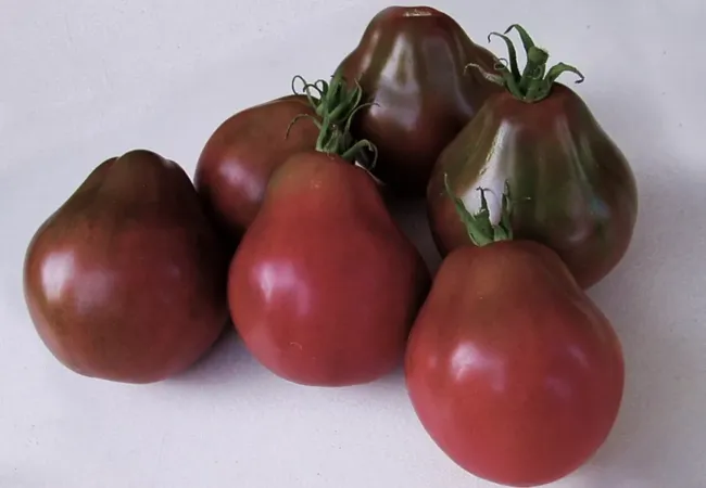 Японский трюфель: томаты с шоколадным отливом, которые любят дети и долго хранятся