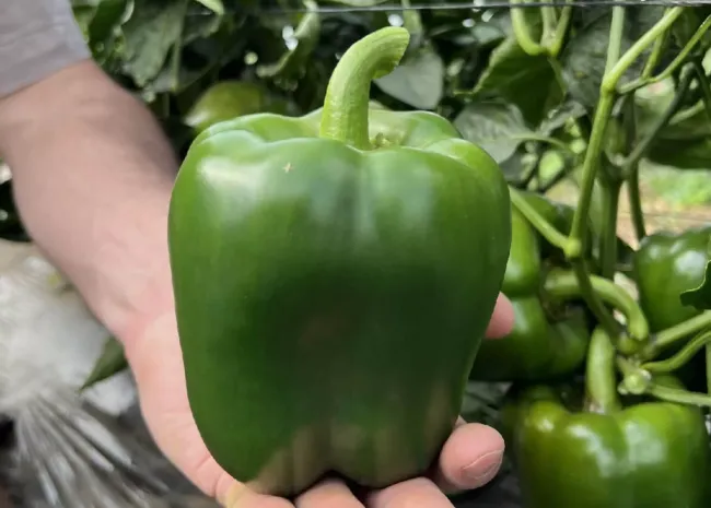 Удобрение для перцев: как йод поможет получить крепкие растения и большой урожай