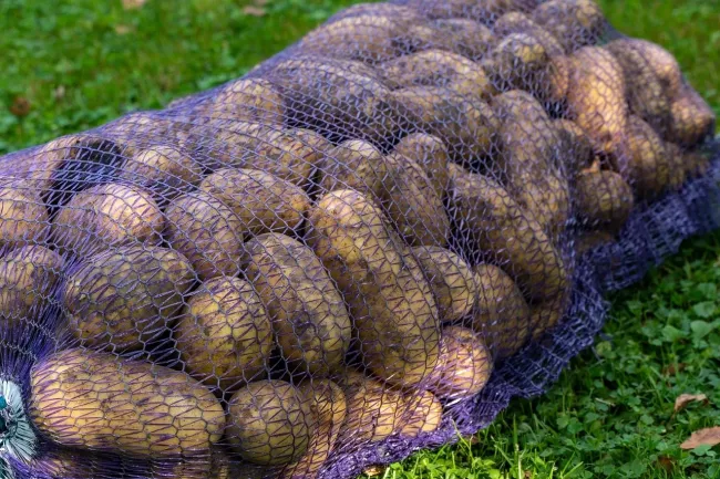 Сорт картофеля Мадейра: высокая урожайность и отличный вкус для любых блюд