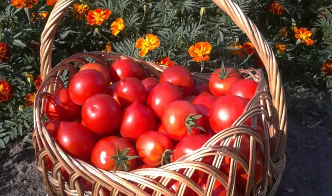 Три сорта помидоров для дачников: гарантированный урожай сладких плодов